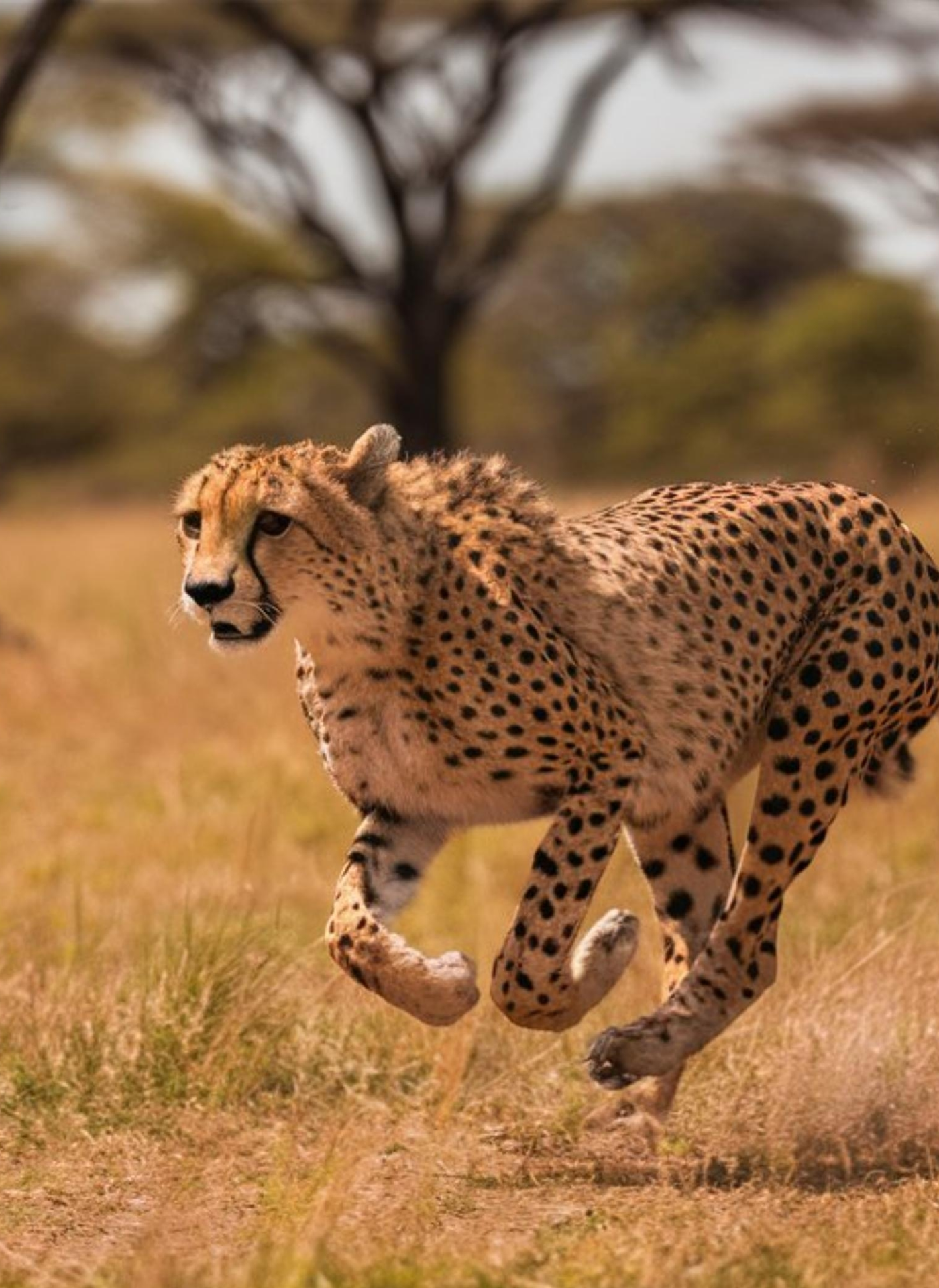 ταχυπαλμία υπερτροφική μυοκαρδιοπάθεια